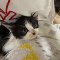 可愛い子猫　里親様募集。