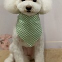 3歳のトイプードルちゃんの里親になってください