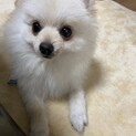 ポメラニアン♂2歳