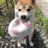 ゆいにゃんこ