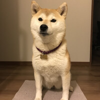 もみじ