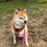 なごみ