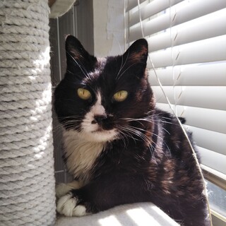 丸顔で鼻ぺちゃの小柄なくーくーちゃん