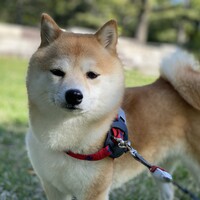 すず