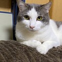 イケメン美猫君