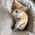 生後二ヶ月の子猫(茶トラ)