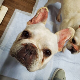フレンチ ブルドッグ 長野県が募集対象 犬の里親募集情報 ペットのおうち 月間利用者150万人