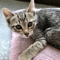 生後二ヶ月の子猫(キジトラ)