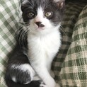 生後二ヶ月の子猫(白黒/鼻黒)
