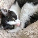 生後二ヶ月の子猫(白黒)