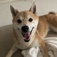 ハッピー