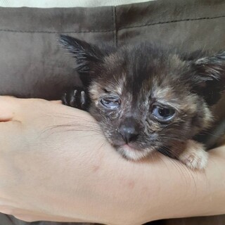 里親決定。サビ猫みすゞちゃん