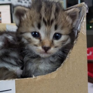 子猫の里親募集！