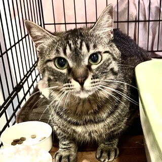 1歳半のキジトラの優しい男の子