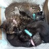 子猫の里親募集中 サムネイル2