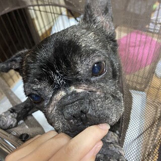 フレンチブルドッグ女の子