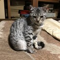 おばあちゃんが猫を増やしてしまいました