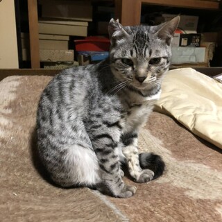 おばあちゃんが猫を増やしてしまいました