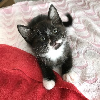 真っ白の足袋を履いたタビちゃん