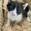 鼻くちょマンだけど愛らしいチャピ