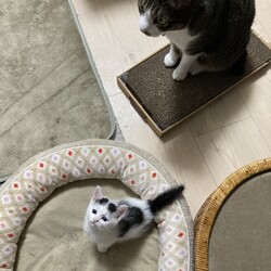 まつりさん、妹が可愛くてたまらないＤＡＹ６