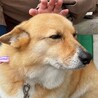 マモリト