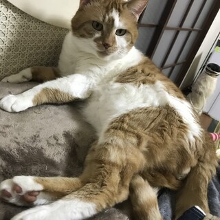 お引き取り予定有、茶トラ白のはちわれ