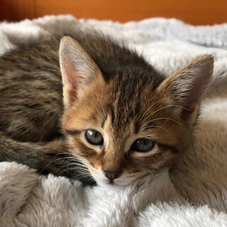 募集一時停止❤️昆布