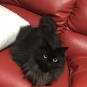お引き取り予定有、黒長毛