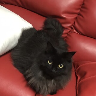 お引き取り予定有、黒長毛