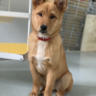 どろんこハリー。