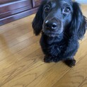 ミニチュアダックス オス ブラック