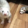 仲良しな2匹のフェレット可愛がってくれる方 サムネイル2