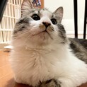 人が大好きな甘えん坊の長毛男子