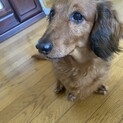 ミニチュアダックス オス  6歳