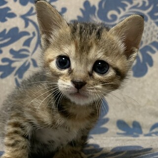 チマチマ４きょうだい　1ヶ月　ハチワレキジシロ