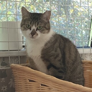 なれなれ♡あんこちゃん♀1歳