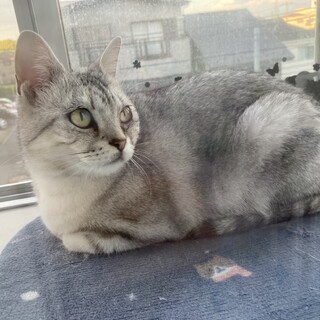 美人なアメショ2歳女の子