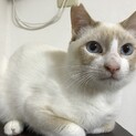 なんだかほっとけない系のイケニャン・チムニー