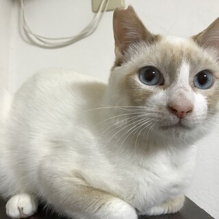 なんだかほっとけない系のイケニャン・チムニー