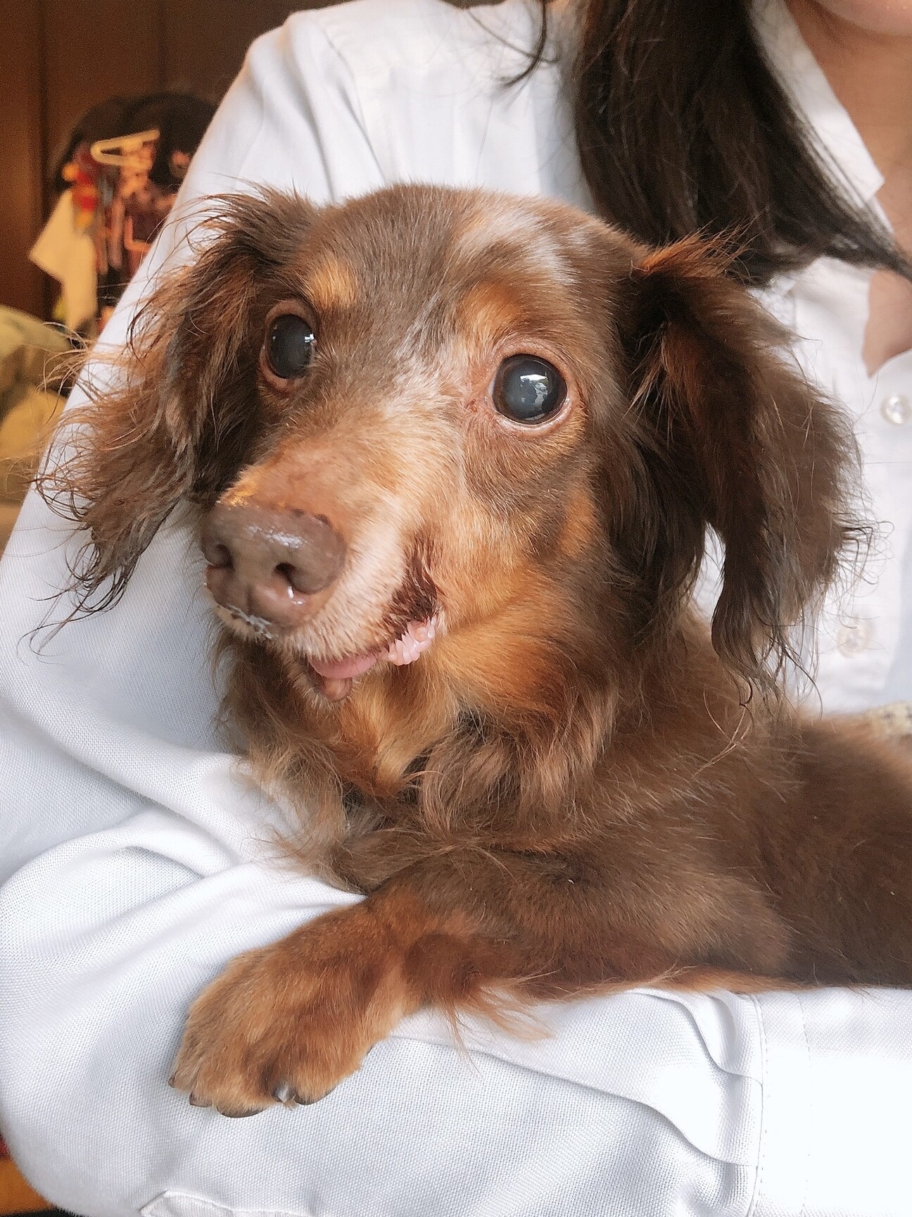 人懐っこくてオシャレな模 岡山県 犬の里親募集 3597 ペットのおうち 月間利用者150万人 人懐っこくてオシャレな模 岡山県 犬の里親募集 3597 ペットのおうち 月間利用者150万人