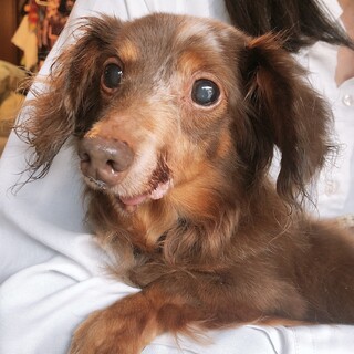 人懐っこくてオシャレな模様のサムくん♪