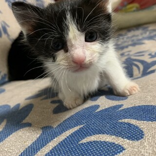 ディル君の家族を探しています