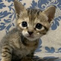 ハーブちゃんの家族になって下さい