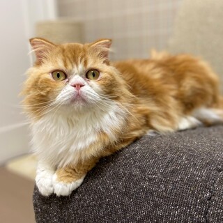 【5/16譲渡会】小柄で甘えん坊なアリエル