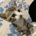 マリーちゃんの家族を探しています