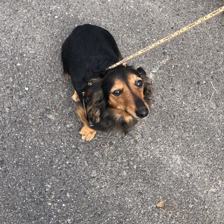 ミニチュアダックス♀LOVEちゃん