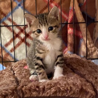 ローズちゃんの家族を探しています