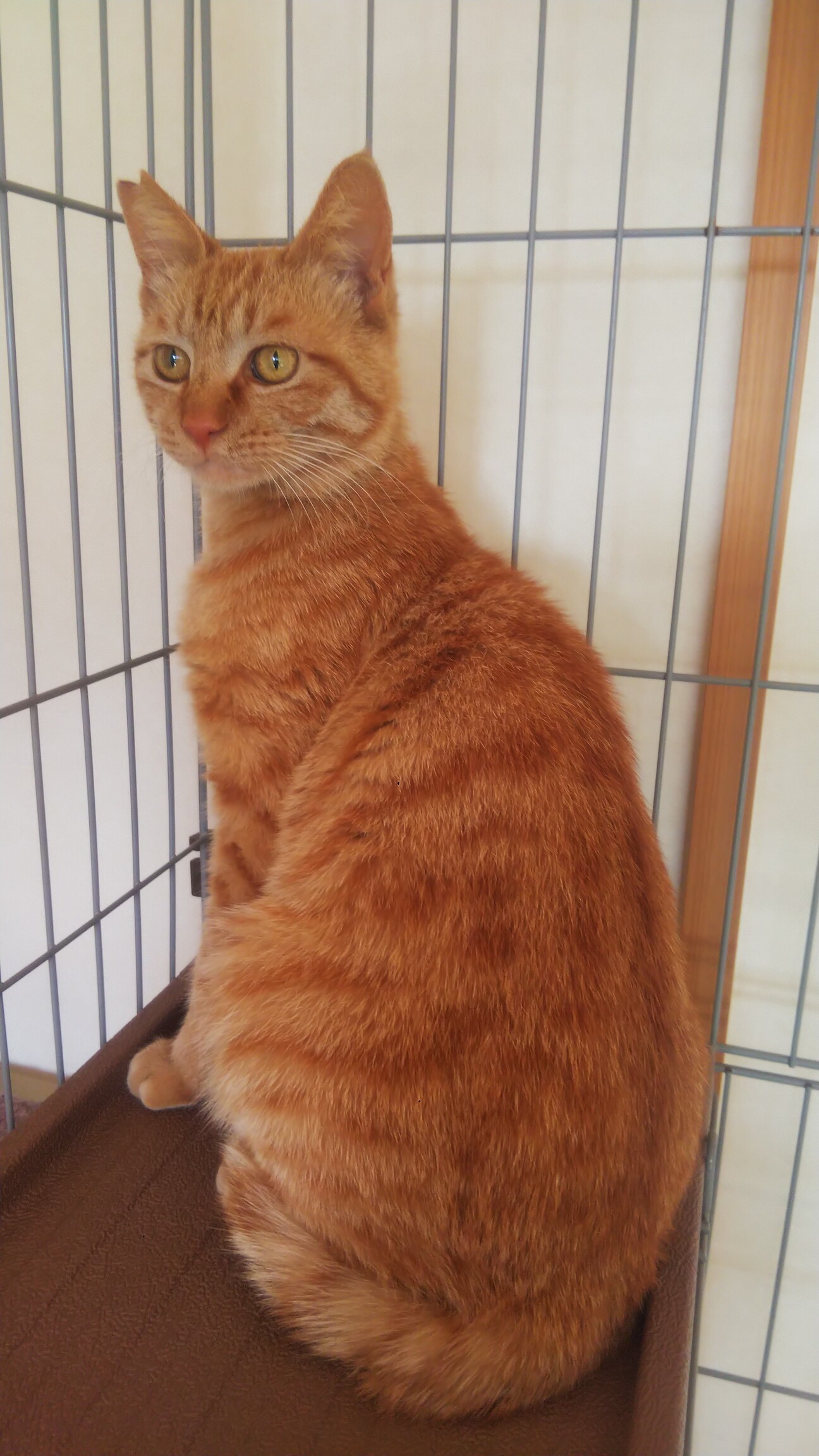 甘えん坊のカール君 千葉県 猫の里親募集 ペットのおうち 月間利用者150万人