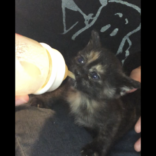 猫の赤ちゃんの里親さんになってくれる方を募集中！